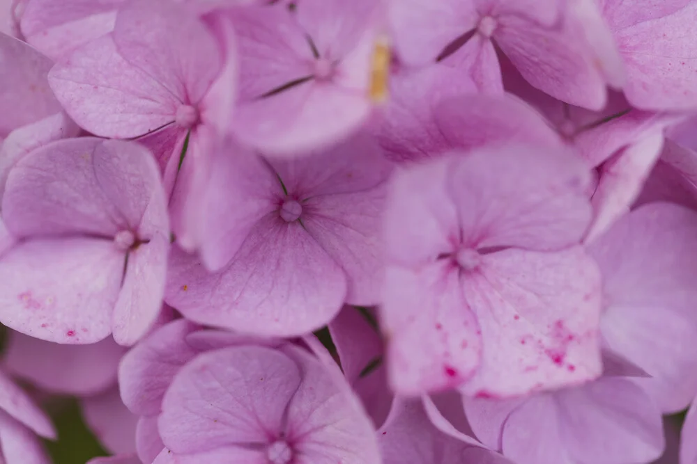 Fotokunst von Nadja Jacke: Nahaufnahme von zarten Hortensienblüten in sanften Farben
