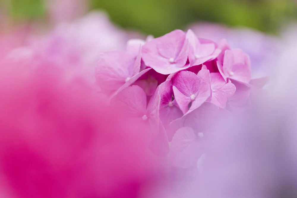 Fotokunst von Nadja Jacke: Nahaufnahme von zarten Hortensienblüten in sanften Farben