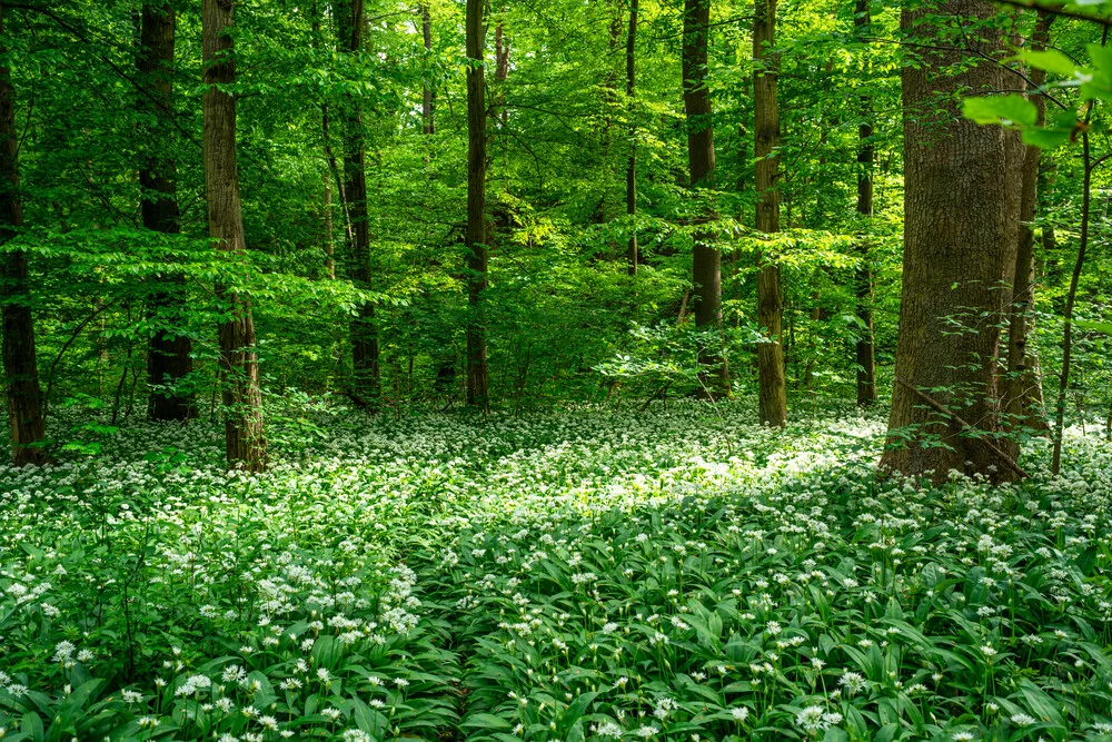 Calm green forest with fresh trees and a serene atmosphere