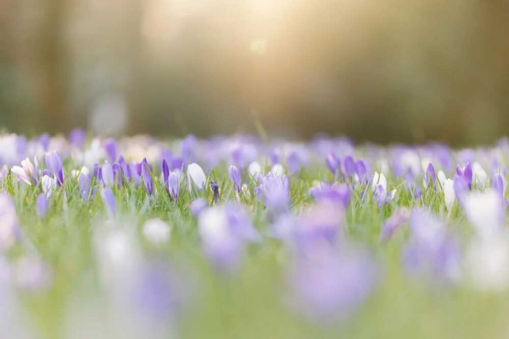 Blühende Krokuswiese mit bunten Blumen und sanften Bokeh-Effekten im Hintergrund