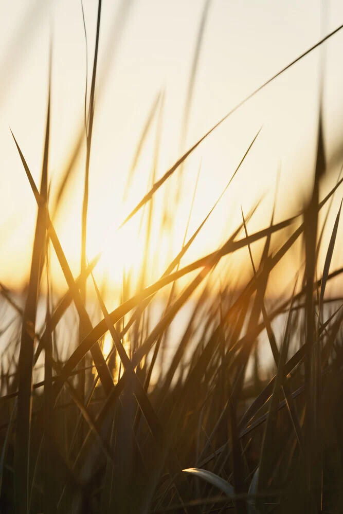 Photo art by Nadja Jacke: gentle grass blades in warm evening light