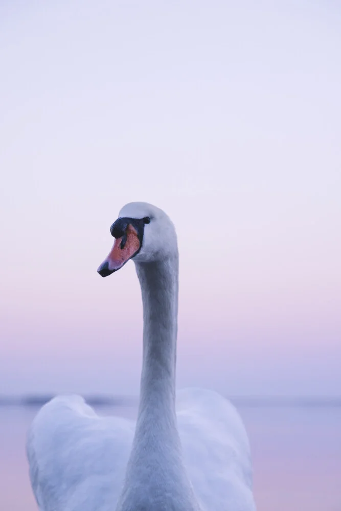 Swan in evening light against a pastel sky