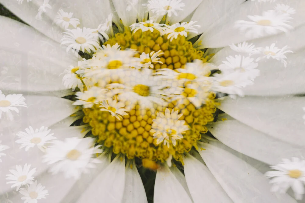 Photo art by Nadja Jacke: delicate marguerites in double exposure, soft colors and shapes.