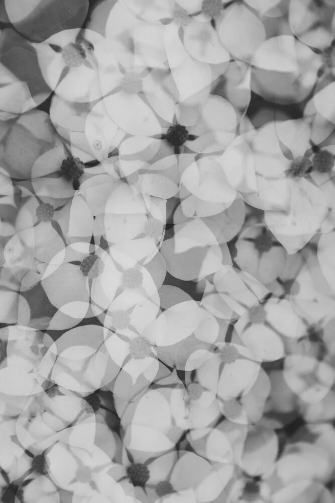 Fotokunst von Nadja Jacke: Blütenmuster in sanften Farben und Mehrfachbelichtungstechnik