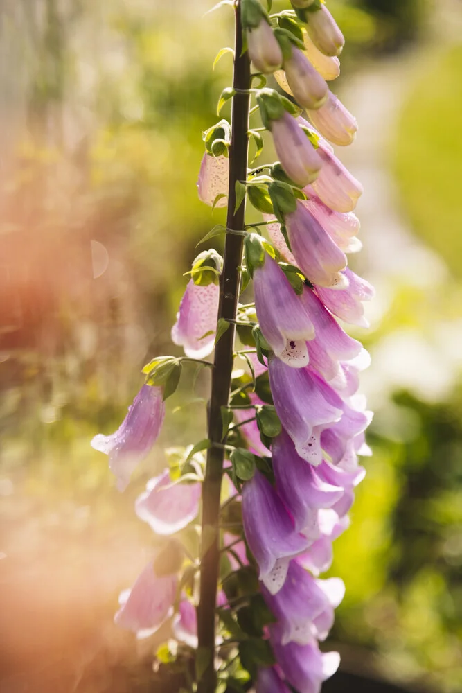 Nahaufnahme eines Fingerhuts im Sonnenlicht, sanfte Farben und zarte Glockenblüten.