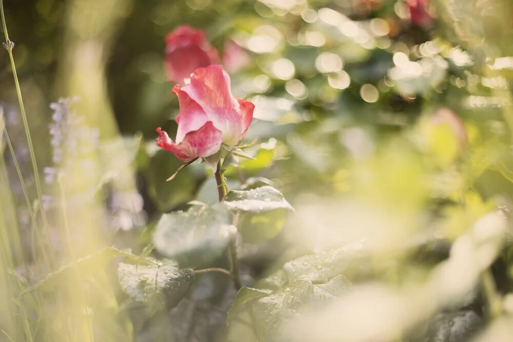 Fotokunst: Nahaufnahme einer Rose im Sonnenlicht mit zarten Farben