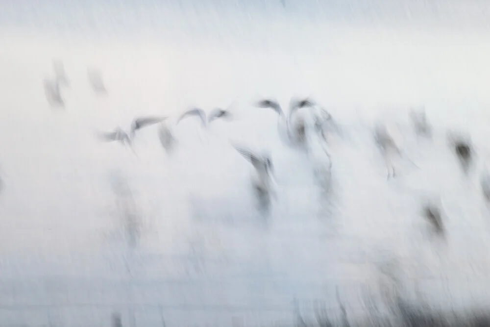 Fotokunst von Nadja Jacke: Möwen in dynamischem Flug über das Wasser