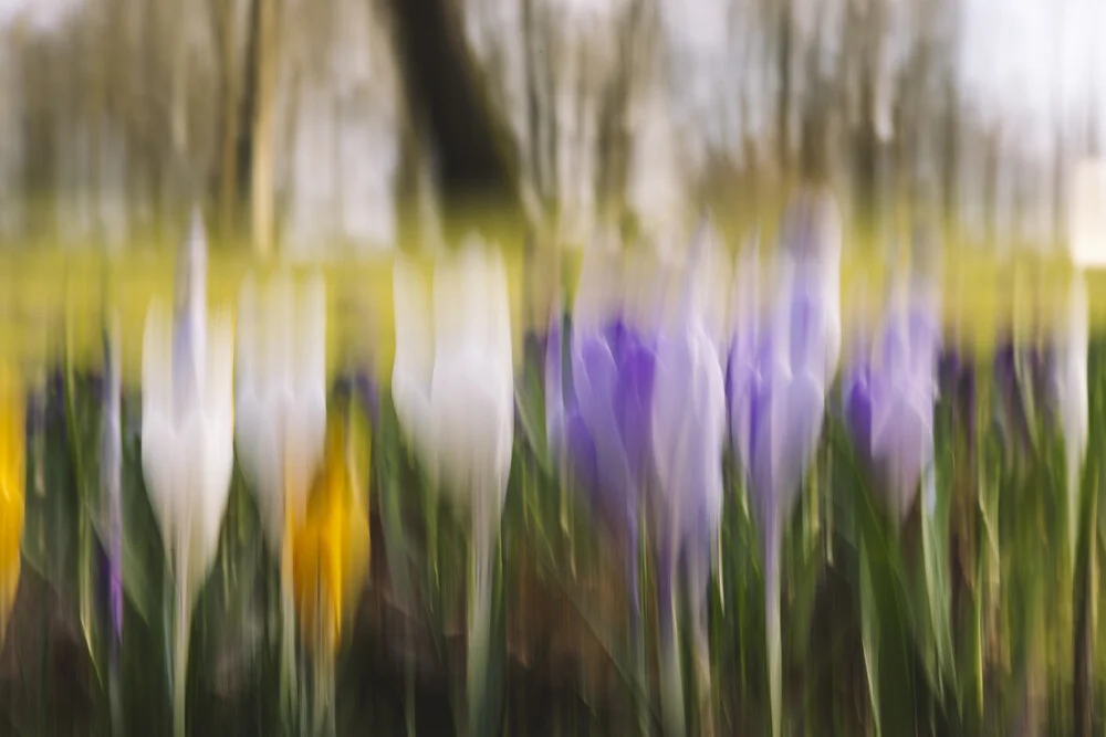 Photo art by Nadja Jacke: crocuses in motion with soft colors and an abstract style.