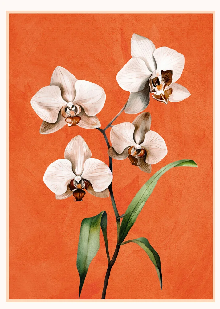 Illustration von Branka Kodžoman: zarte weiße Orchideen auf beruhigendem Hintergrund.