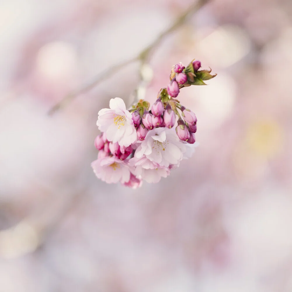 Zarte Kirschblüten in sanften Rosa-Tönen, harmonisch angeordnet. Fotokunst von Nadja Jacke.