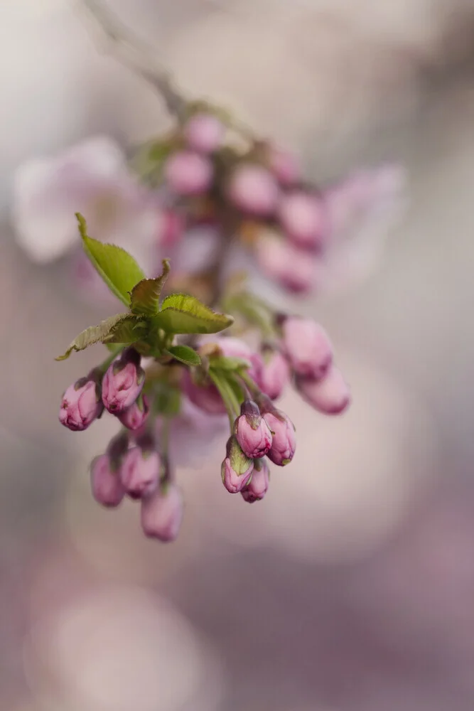 Fotokunst von Nadja Jacke: zarte Kirschblütenknospen in sanften Rosa-Tönen