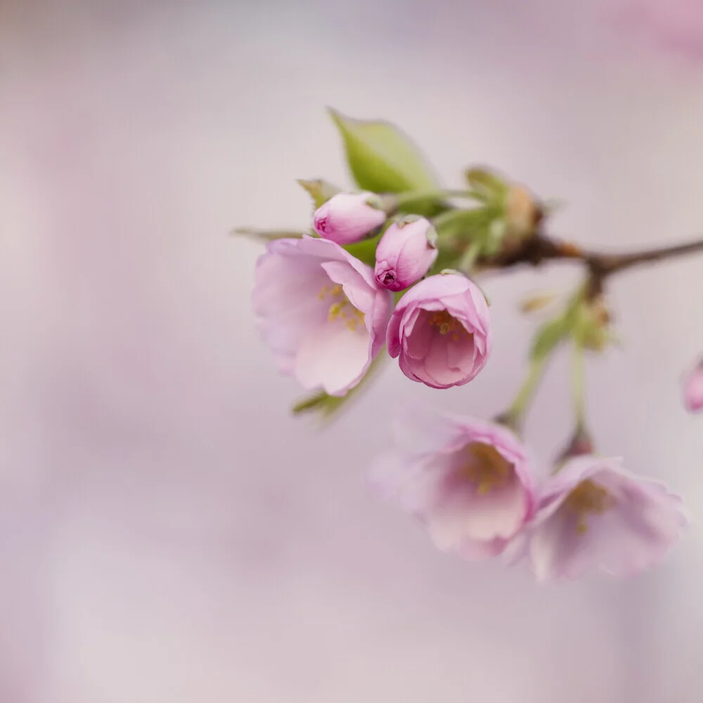 Fotokunst von Nadja Jacke: zarte Kirschblüten in rosa Tönen mit sanftem Bokeh