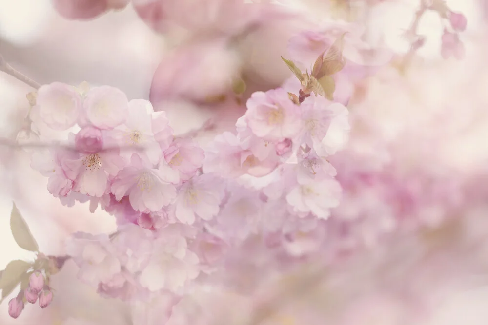 Fotokunst von Nadja Jacke: zarter Kirschblütenzweig in Doppelbelichtung