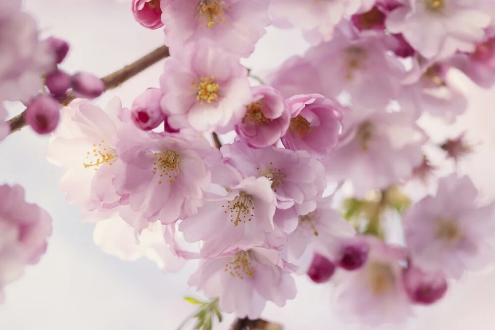 Fotokunst von Nadja Jacke: zarte Kirschblüten in sanften Rosa- und Grüntönen