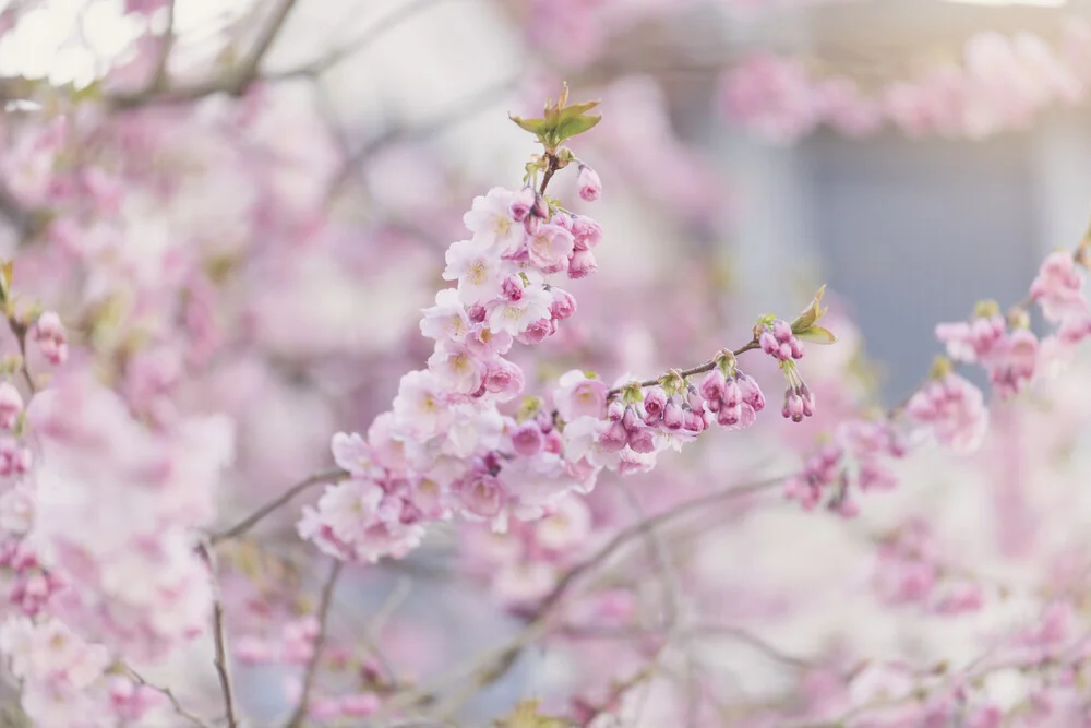Zarte Kirschblütenzweige in sanften rosa Tönen vor verschwommenem Hintergrund
