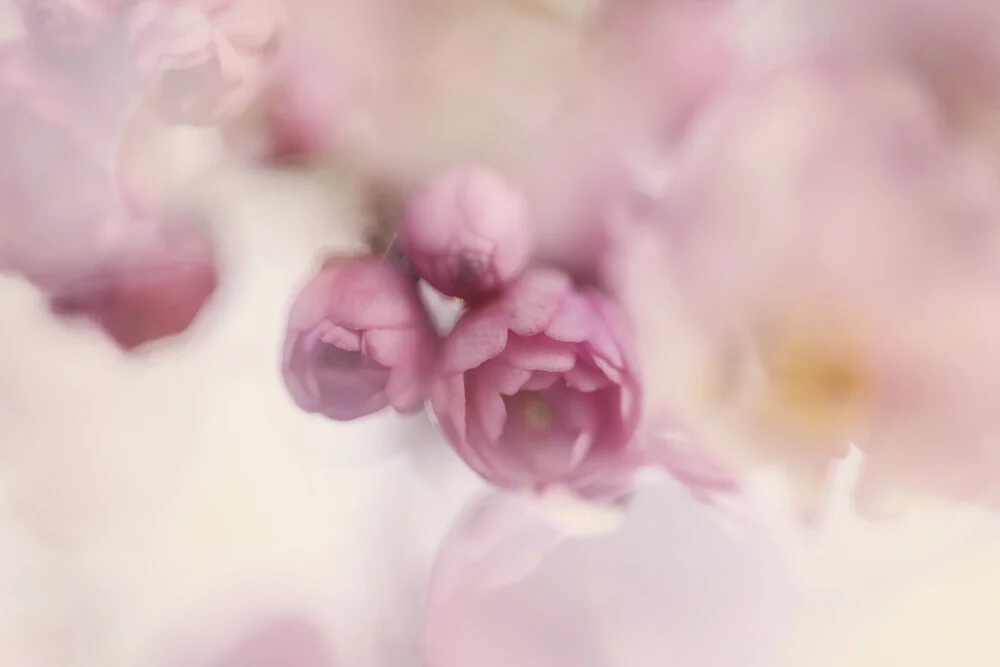 Fotokunst von Nadja Jacke: zarte Kirschblütenknospen in Doppelbelichtung.