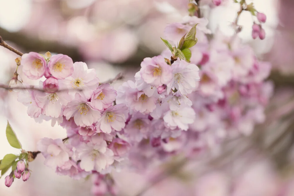 Fotokunst von Nadja Jacke: Nahaufnahme eines Kirschblütenzweigs in zartem Rosa