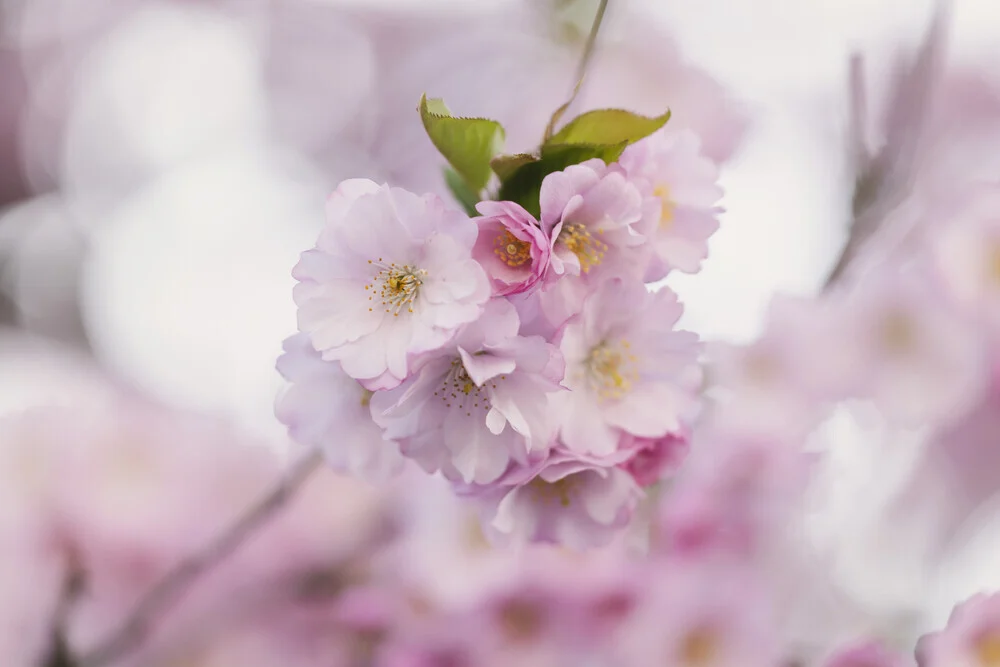 Fotokunst von Nadja Jacke: Kirschblütengruppe im sanften Gegenlicht