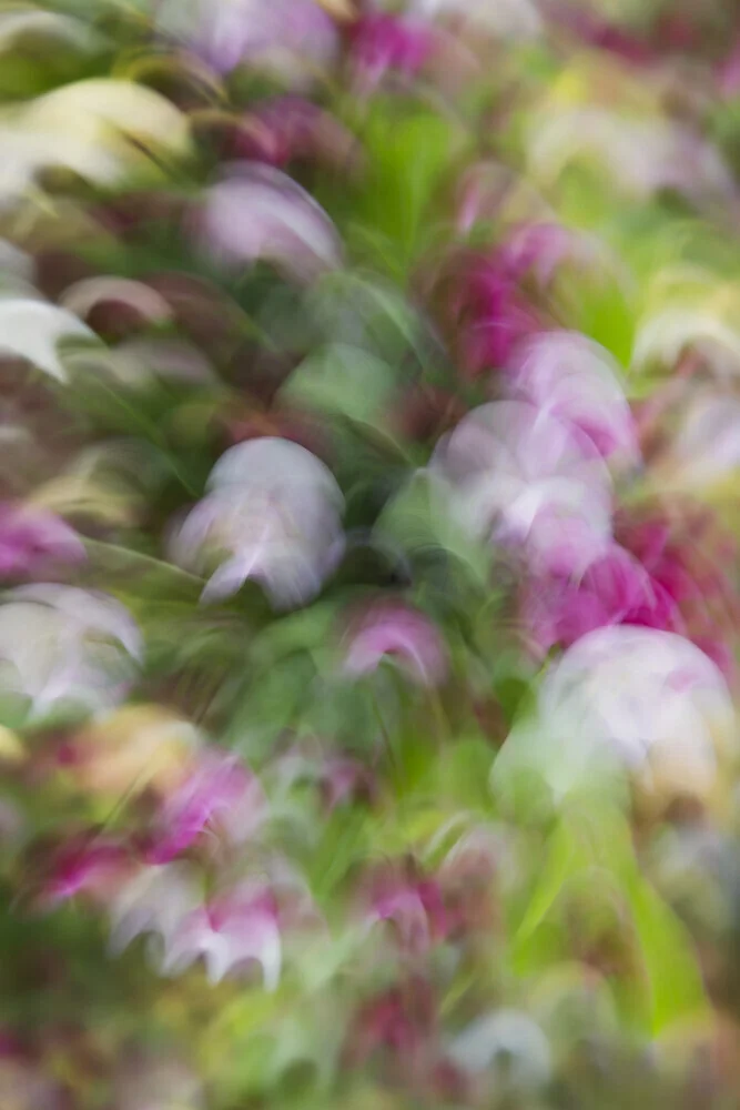 Blurred apple blossoms in soft colors, conveying a calm spring mood.