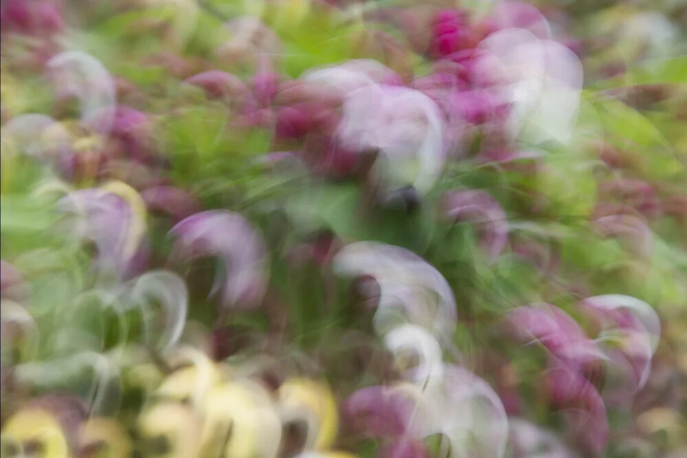 Blurred apple blossoms in soft pastel colors, conveying a calm spring mood.