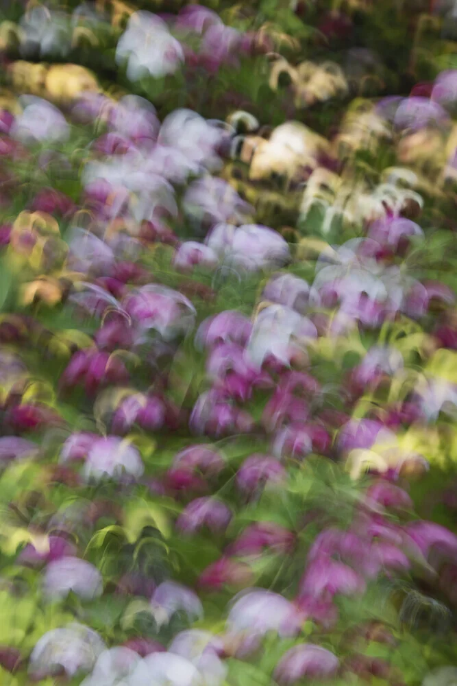 Blurred apple blossoms by Nadja Jacke: soft colors and motion blur
