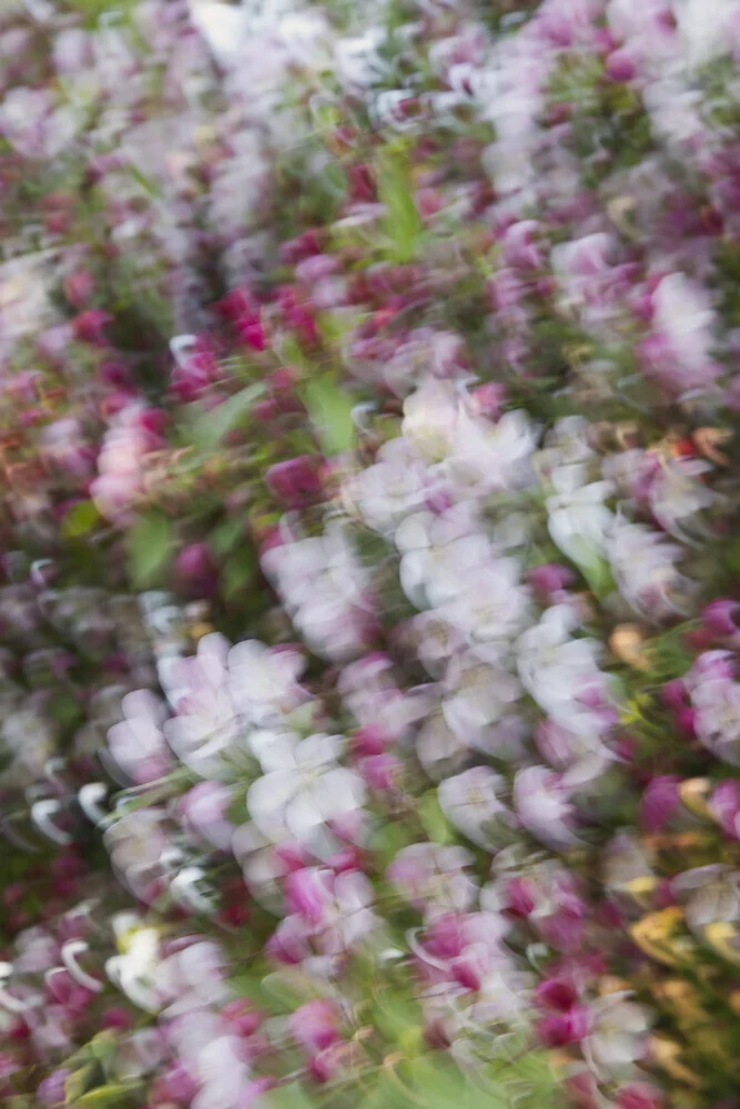 Blurred apple blossoms in soft colors, radiating movement and spring.
