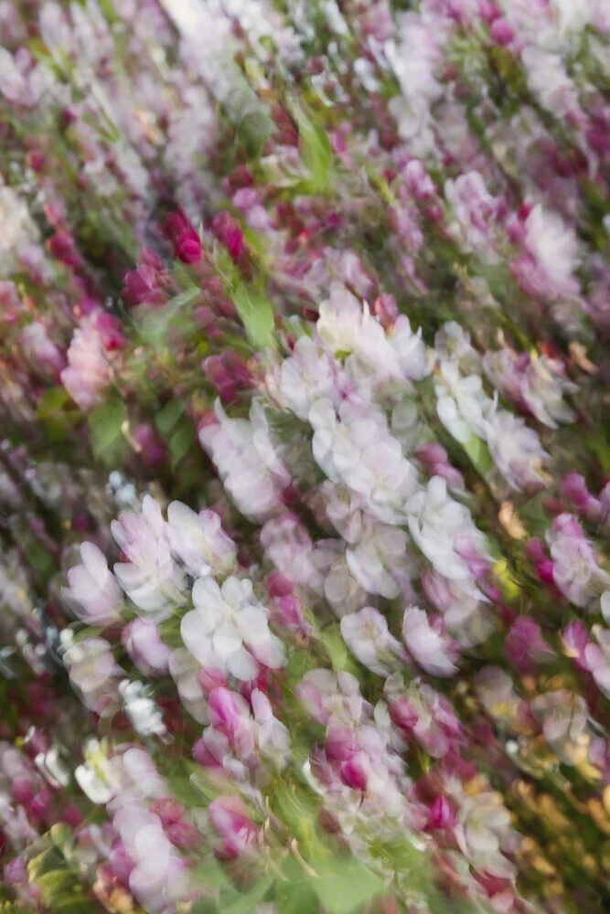 Soft motion blur of apple blossoms heralding the arrival of spring.