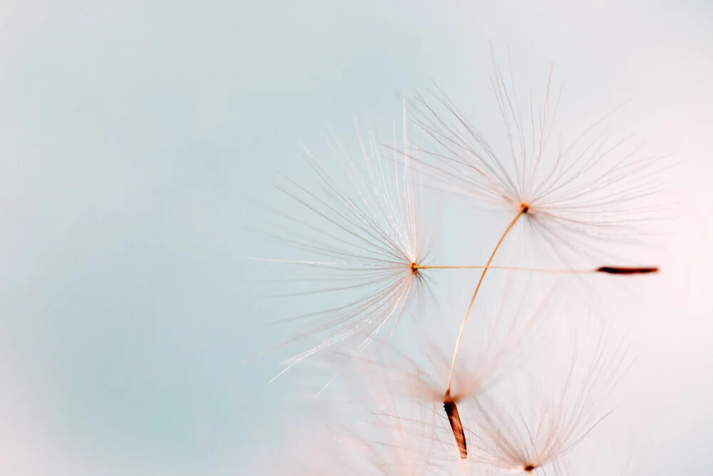 Photo art by Manuela Deigert: delicate dandelion in soft pastel colors