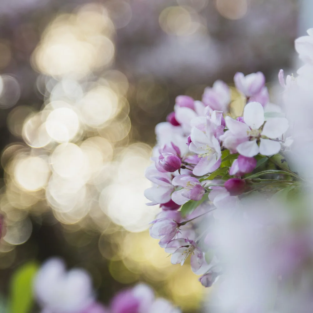 Nahaufnahme von Apfelblüten im Frühlingslicht, sanfte Farben und zarte Details.