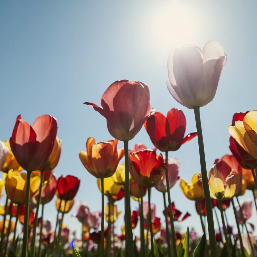 Colorful tulips in spring light, blooming joyfully in a flower meadow.