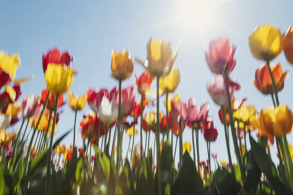 Verwischte Tulpen im Gegenlicht, sanfte Farben und eine frühlingshafte Stimmung.