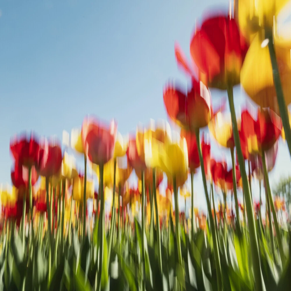 Verwischtes Tulpenfeld im Frühlingslicht, sanfte Farben und zarte Bewegungen