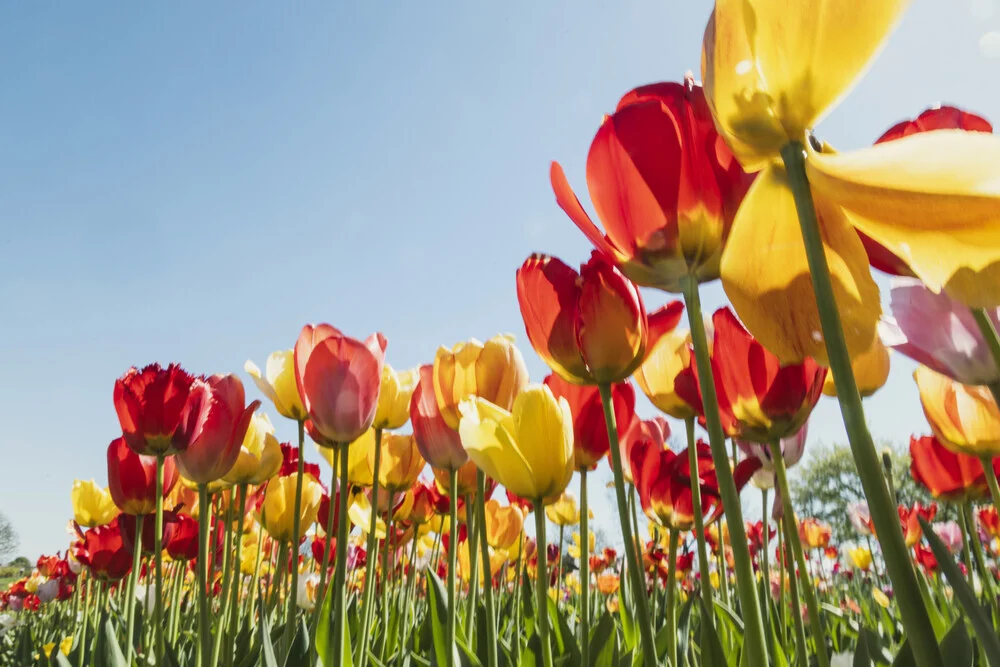 Bunte Tulpen unter blauem Himmel, Frühlingsstimmung auf einer Blumenwiese