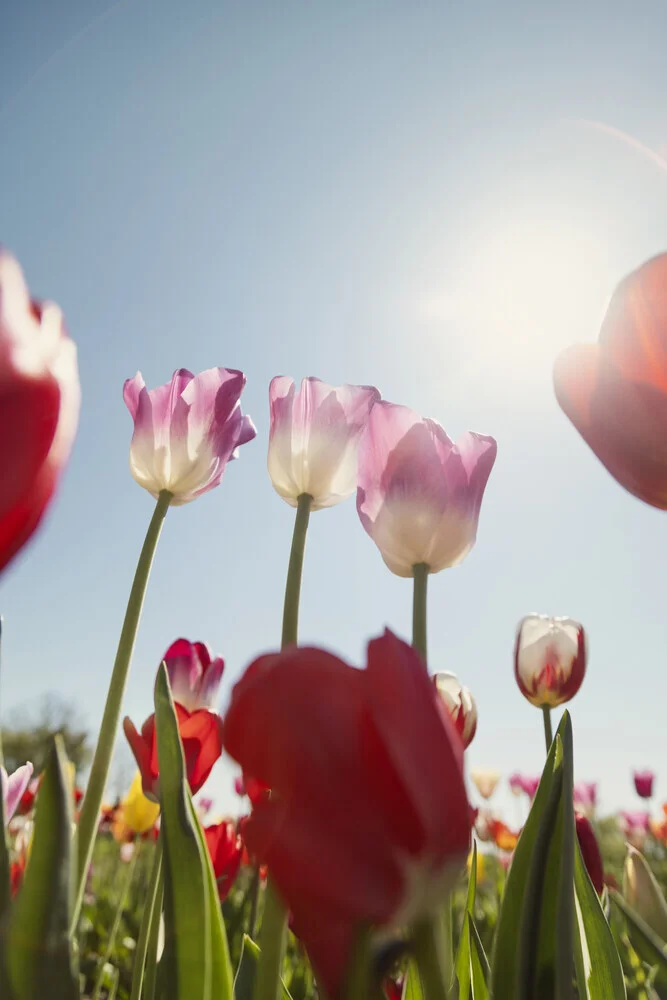 Photo art by Nadja Jacke: pink tulips backlit with a blue sky