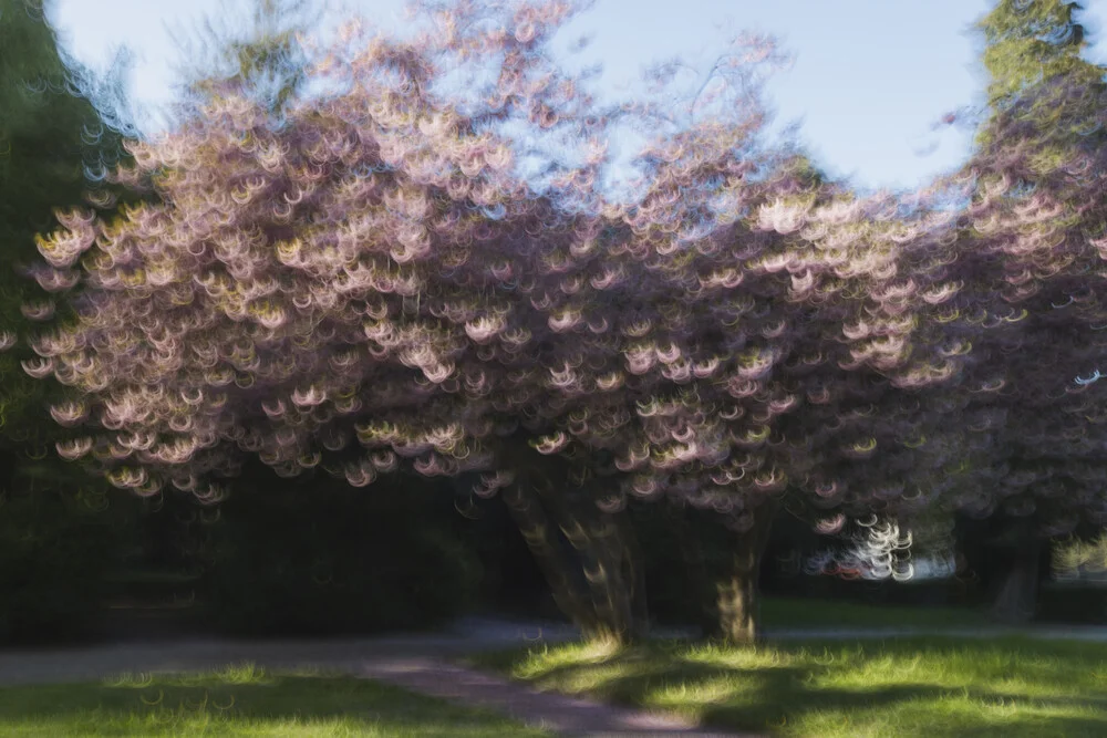 Photo art by Nadja Jacke: motion blur of a blooming cherry tree