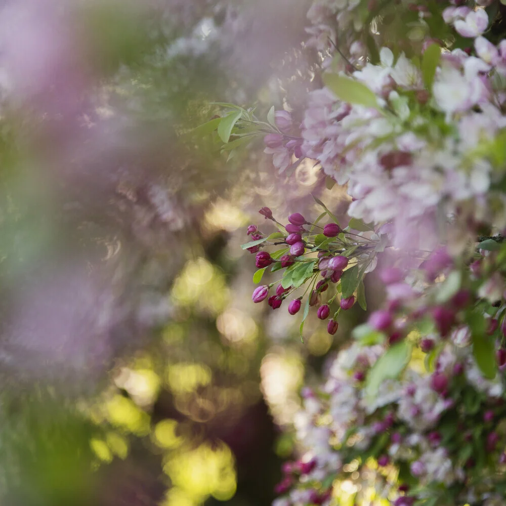 Close-up of apple blossom buds in soft colors with a delicate bokeh background