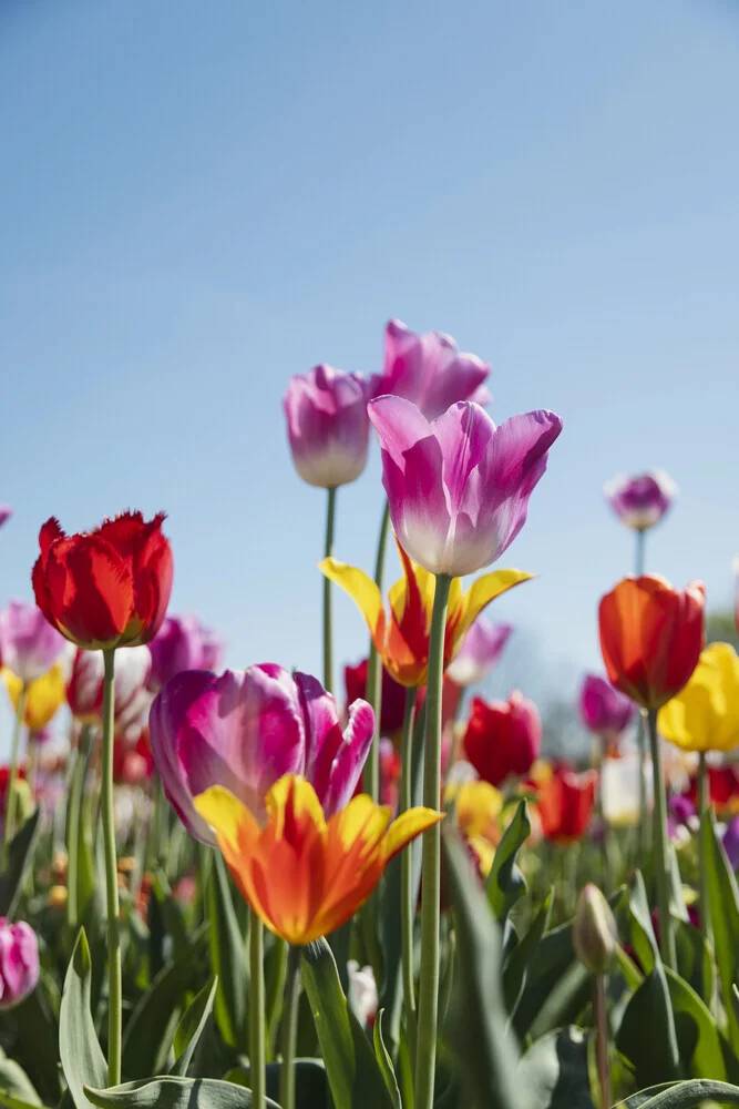Colorful tulips against a blue sky, cheerful spring atmosphere.