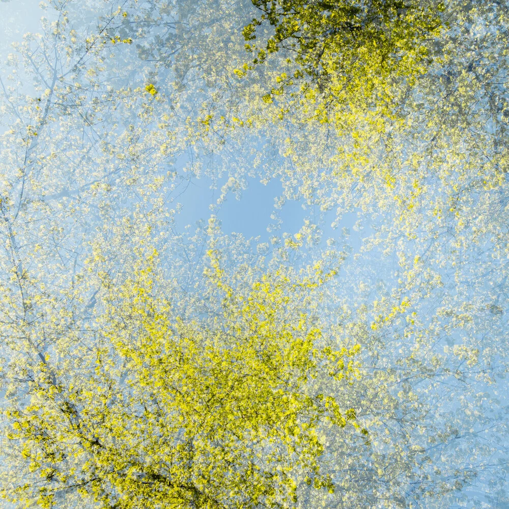 Fotokunst von Nadja Jacke: abstrakter Frühlingshimmel mit Baumkronen