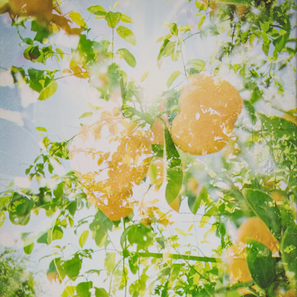Fotokunst von Michael Schulz-dostal: leuchtende Orangen unter warmem Licht