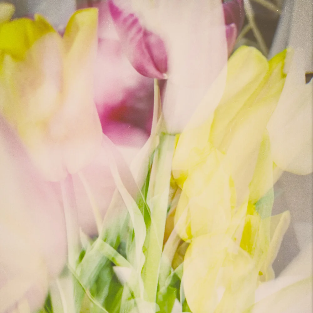 Fotokunst von Michael Schulz-dostal: leuchtende Tulpen in sanften Farben