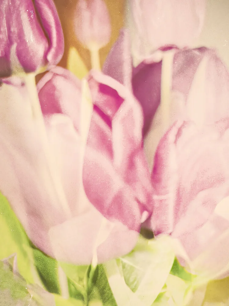 Photo art by Michael Schulz-dostal: vibrant tulips in soft hues