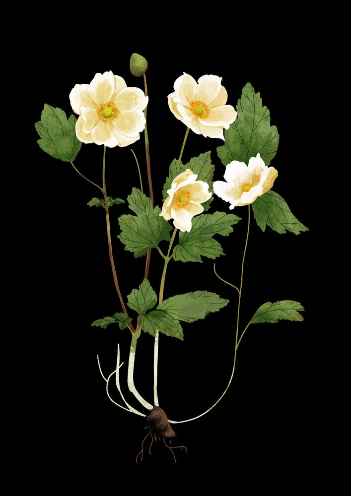 Illustration of a white anemone softly glowing in the light.
