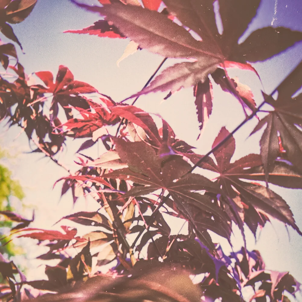 Photo art of a Japanese maple, vibrant colors and gentle shapes.