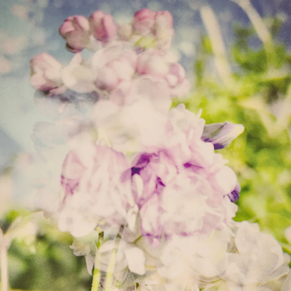Photo art by Michael Schulz-dostal: vibrant lilac flowers in soft colors