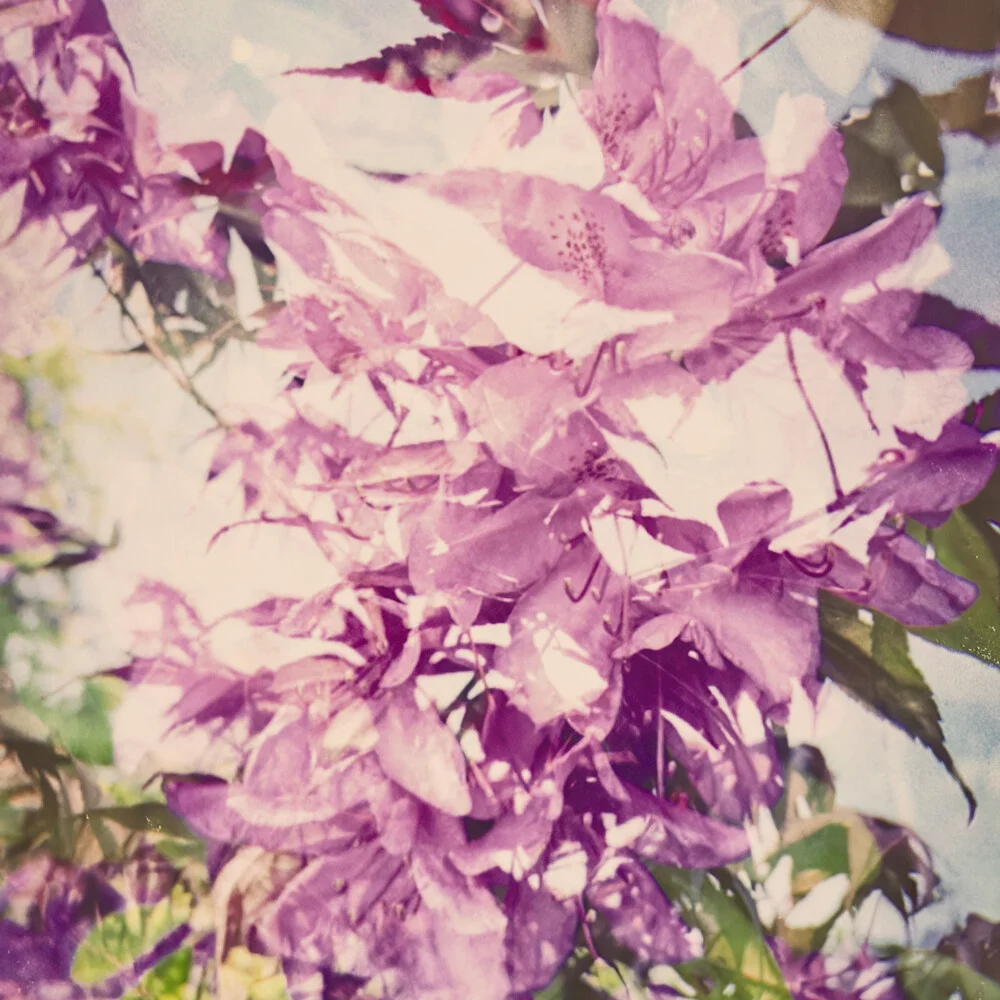 Photo art by Michael Schulz-dostal: red Japanese maple tree with vibrant colors.