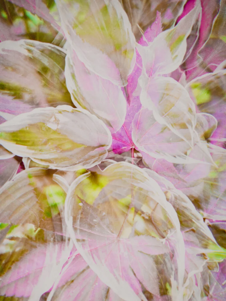 Photo art by Michael Schulz-dostal: blooming hostas and red maple in soft light