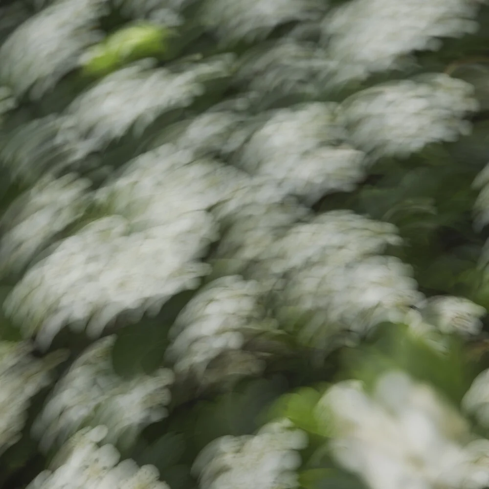 Photo art by Nadja Jacke: hawthorn blossoms in gentle motion blur