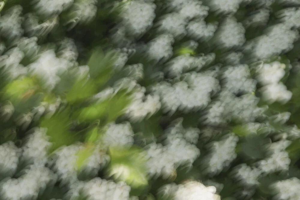 Photo art by Nadja Jacke: Motion blur of hawthorn blossoms and green leaves.