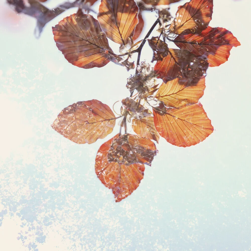 Photo art by Nadja Jacke: double exposure of beech leaves in warm tones