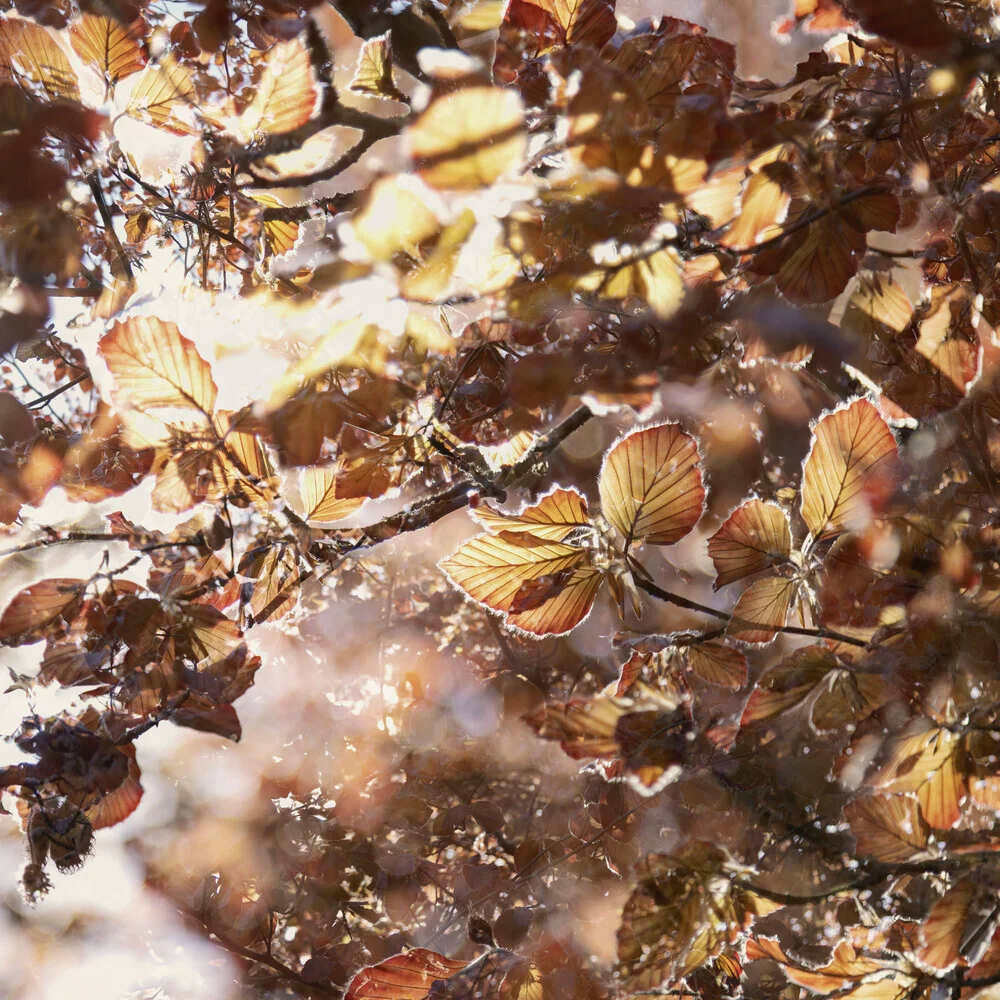 Double exposure of a copper beech in light, soft tones and harmonious interplay.